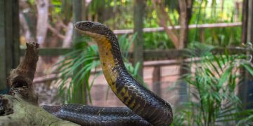 Morsures de serpents : la pénurie d’antivenins discrédite les hôpitaux