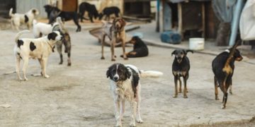 En Afrique du Nord, l’insoluble problème des chiens errants