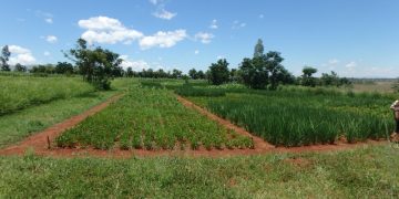 الأمن الغذائي في أفريقيا: زراعة البقوليات لتقليل استخدام الأسمدة المعدنية؟