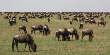 شكلت الثدييات الكبيرة التطور البشري: إليكم سبب حدوث ذلك في إفريقيا